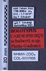 Etiketten zu Cardiophorus schuberti (Platia & Gudenzi, 2002) (NHMW-ZOO-COL-0007005)